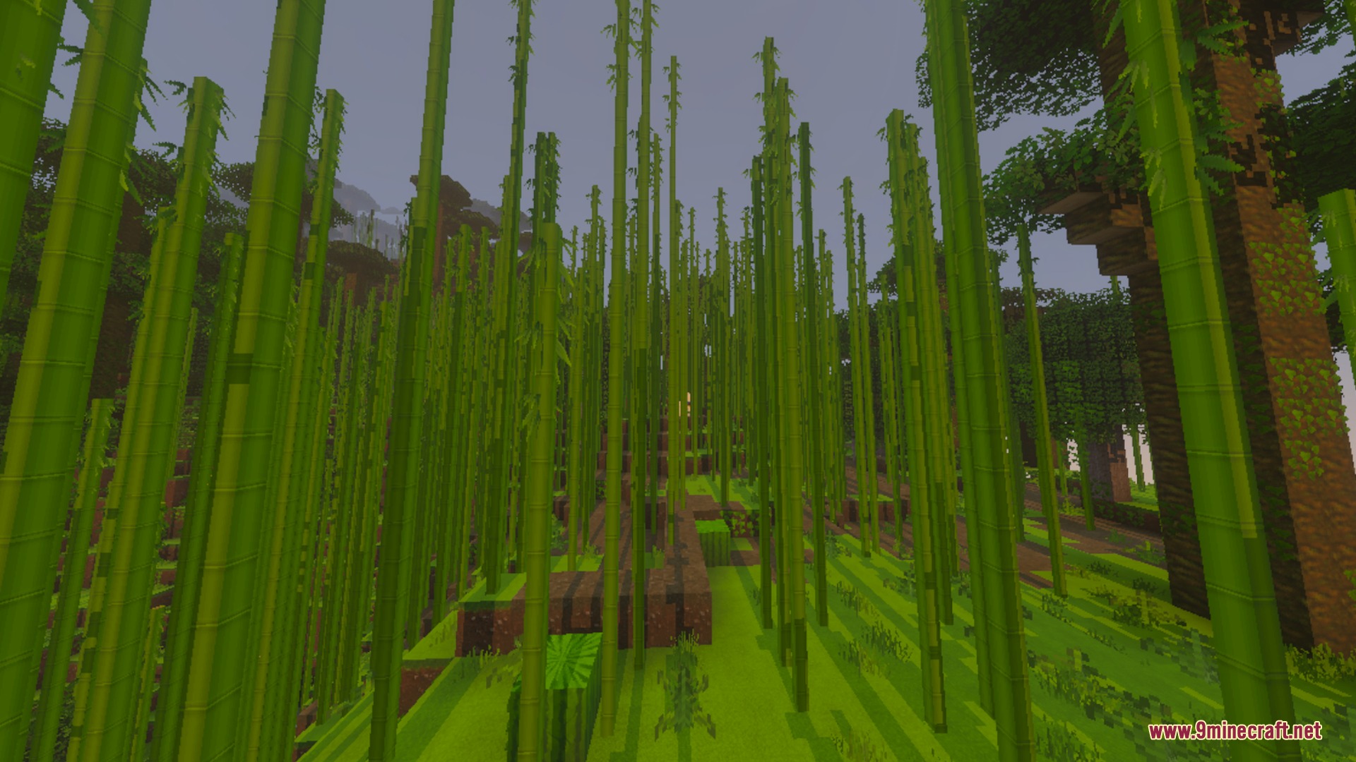Sunlight filters through a dense bamboo forest with vibrant green grass and trees