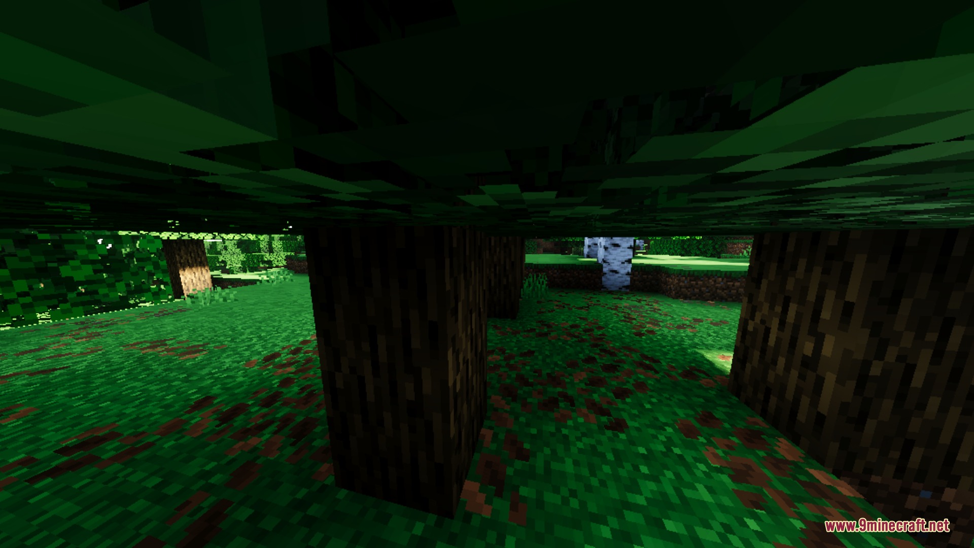 Dark shadows under tree leaves overlook a bright green forest landscape