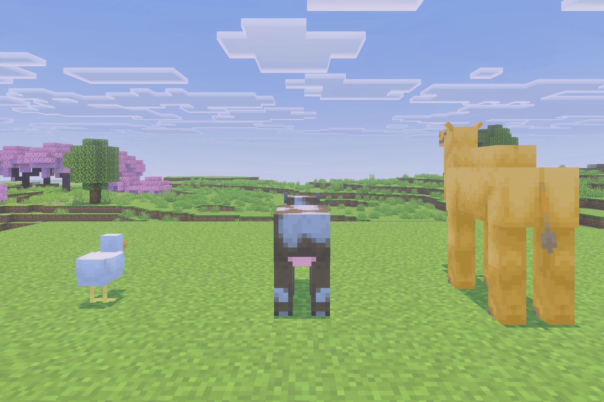 Morph Into Mobs Addon Screenshot 4 A chicken a cow and a camel standing in a grassy Minecraft world