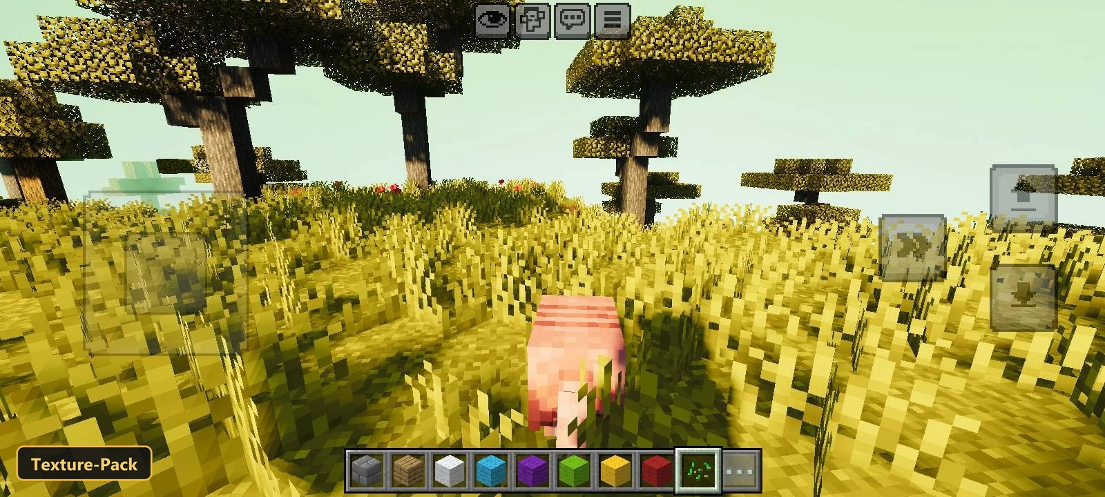 pig in a savanna biome with large acacia trees