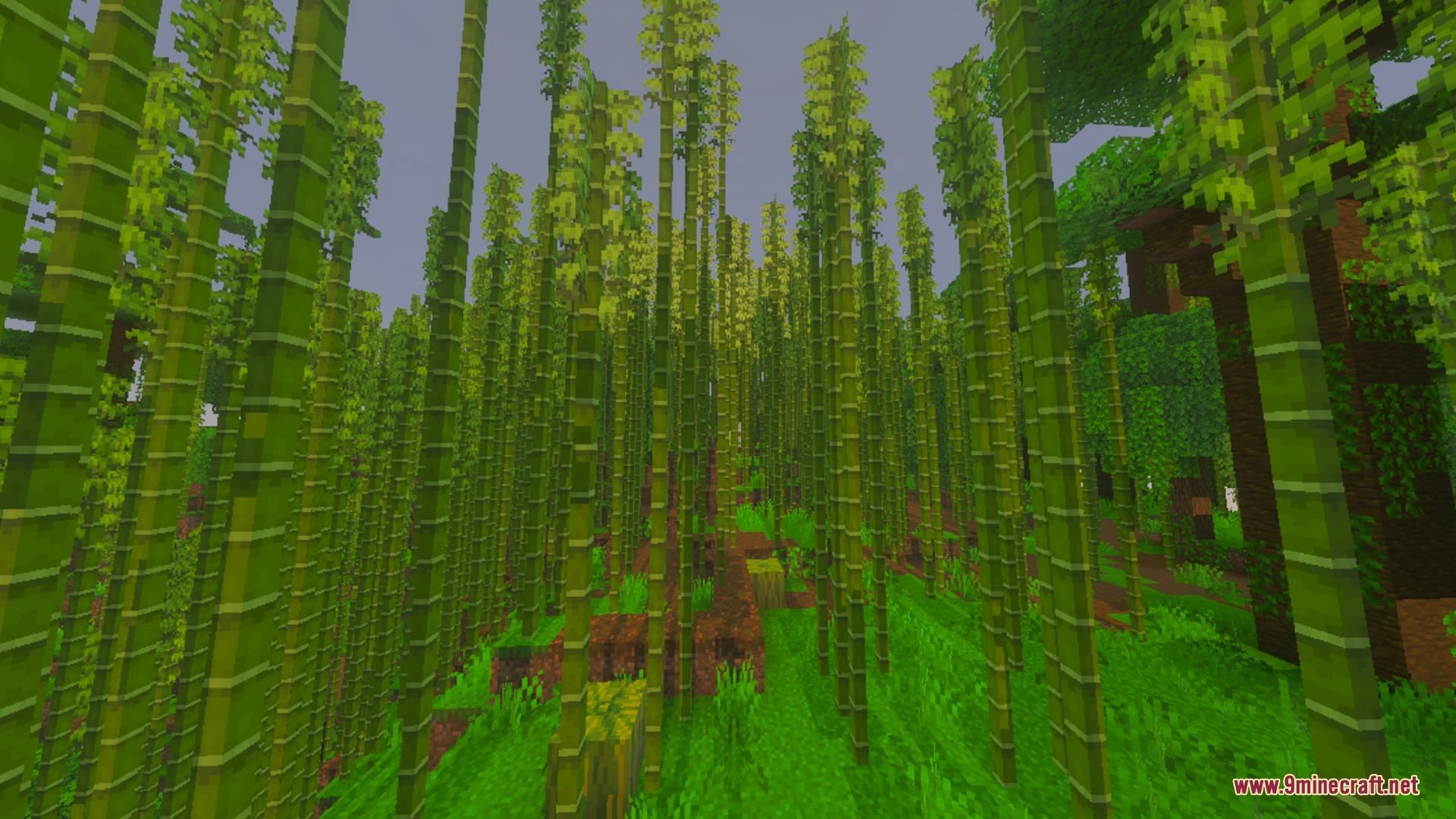 Nether's Optimizer+ Shader Screenshot 8 Dense bamboo forest biome with tall stalks and vibrant green grass blocks