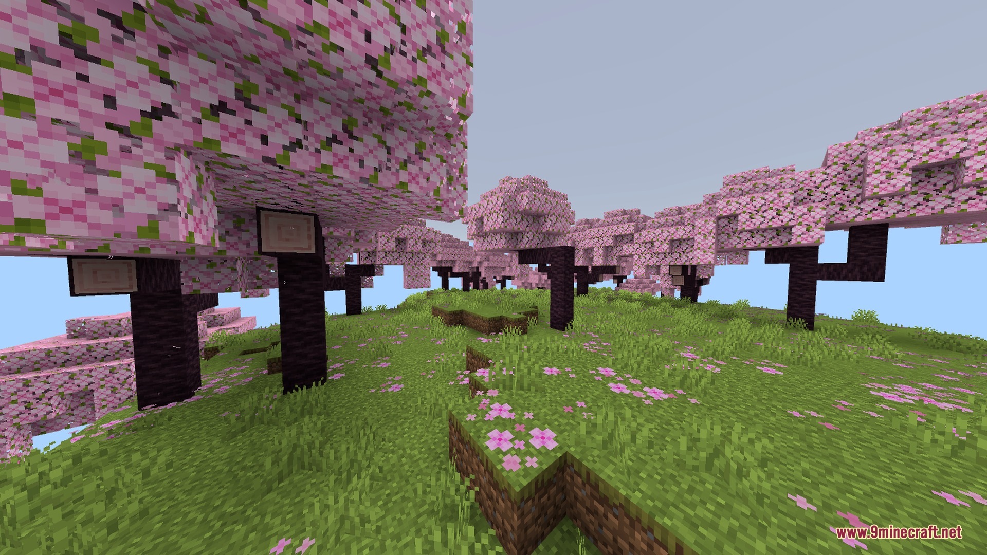 Newb X ZACRAFT Shader Screenshot 1 Cherry blossom trees with pink leaves and dark trunks in a vibrant biome