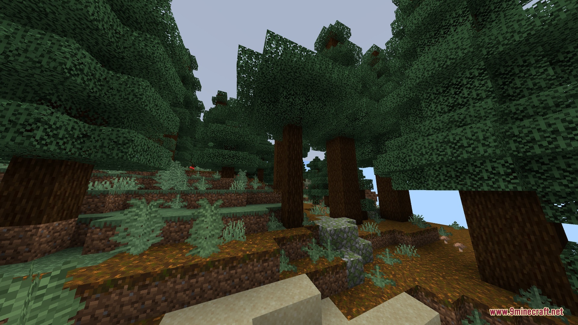 Newb X ZACRAFT Shader Screenshot 2 Tall spruce trees in a dense forest with podzol and mossy stone blocks