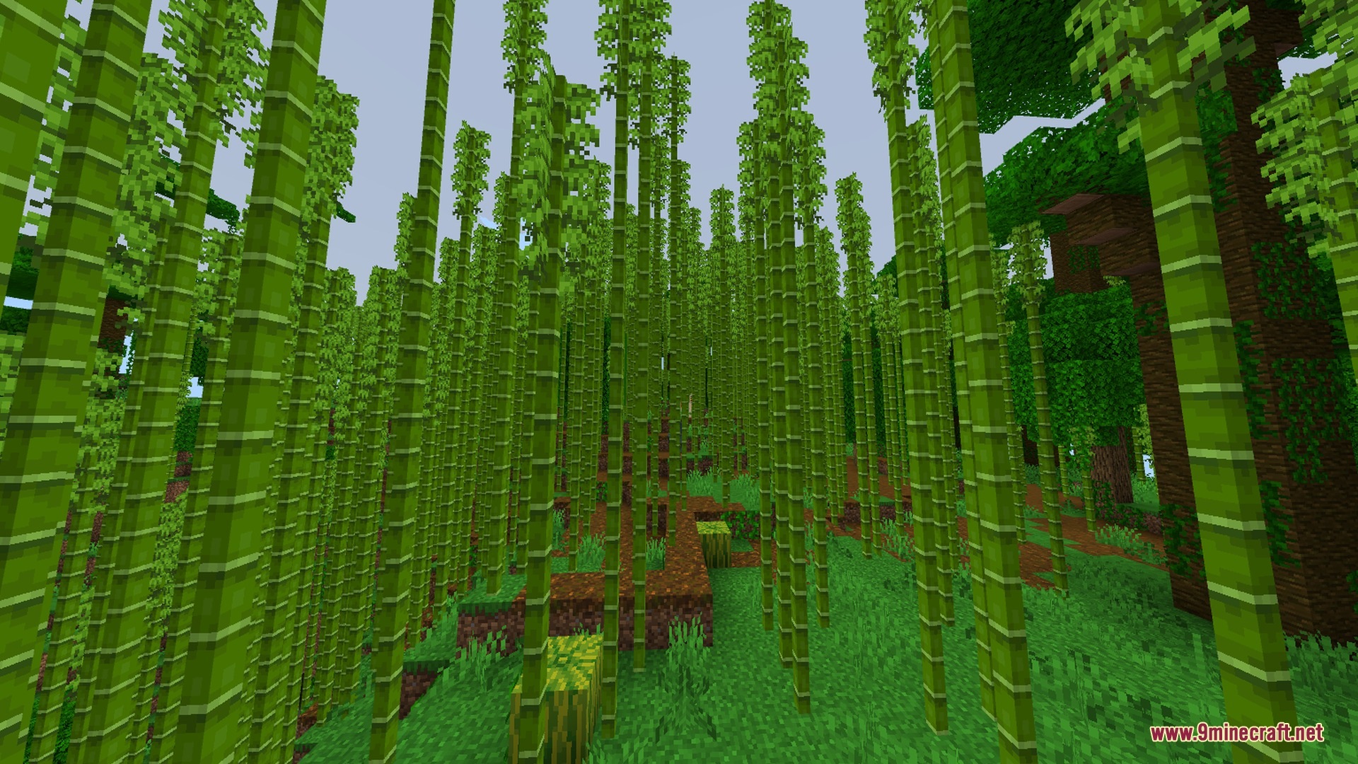 Newb X ZACRAFT Shader Screenshot 3 Dense bamboo stalks rise toward the sky in a vibrant green jungle biome