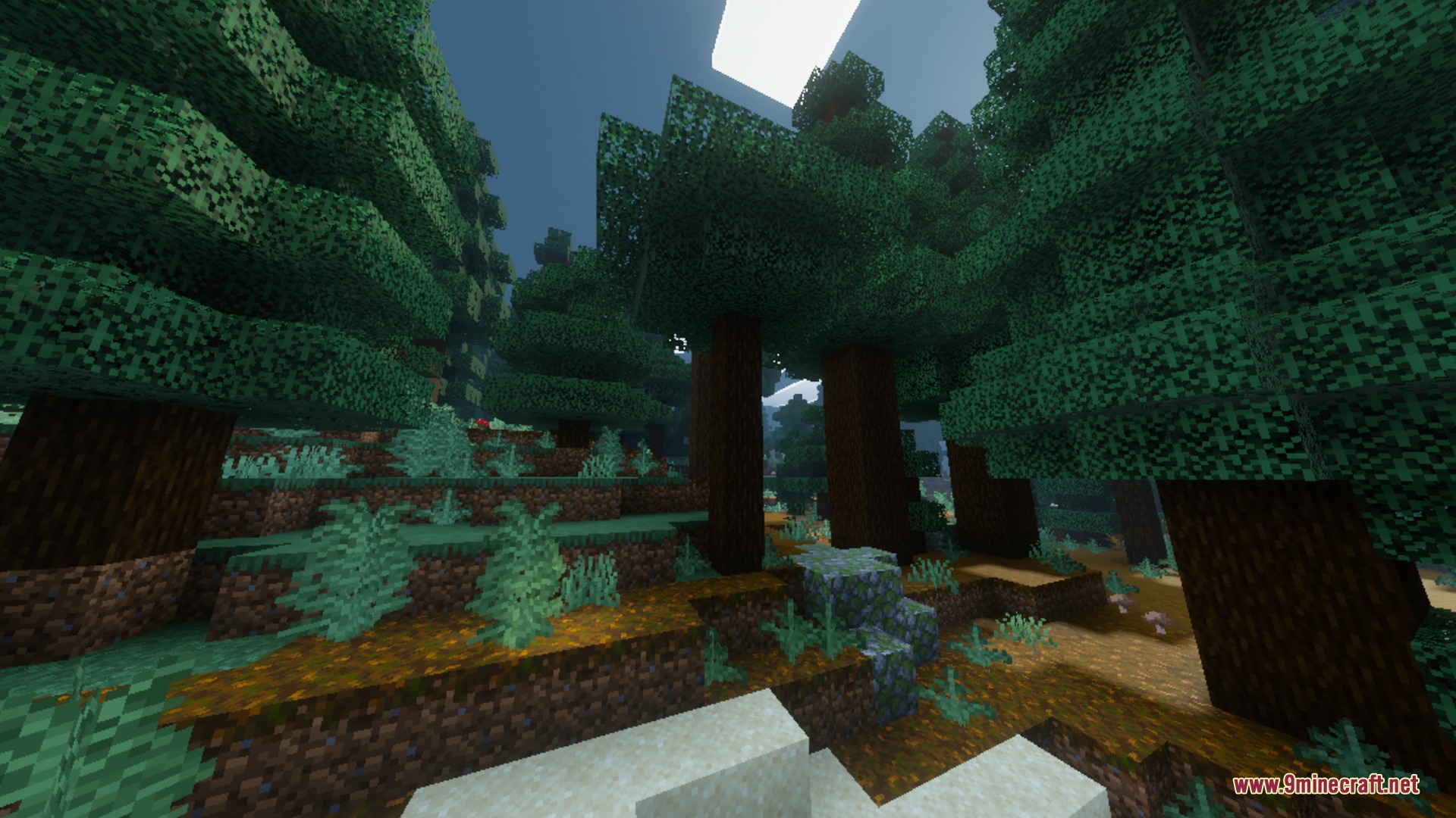 Tall spruce trees in a dense forest with realistic lighting and soft shadows