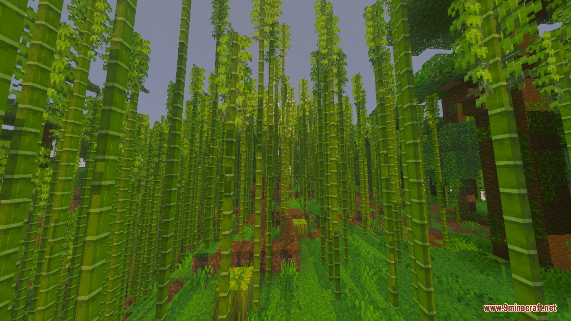 Pixie - Vibrant Visual PBR Shader Screenshot 8 Tall bamboo stalks growing densely in a vibrant green jungle biome