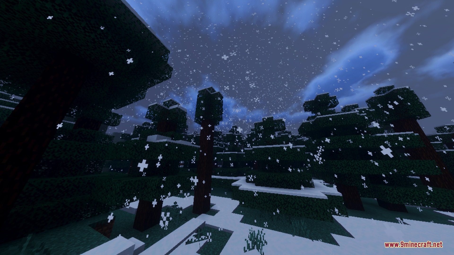 Soft snow falls through a dark night sky over a dense spruce forest