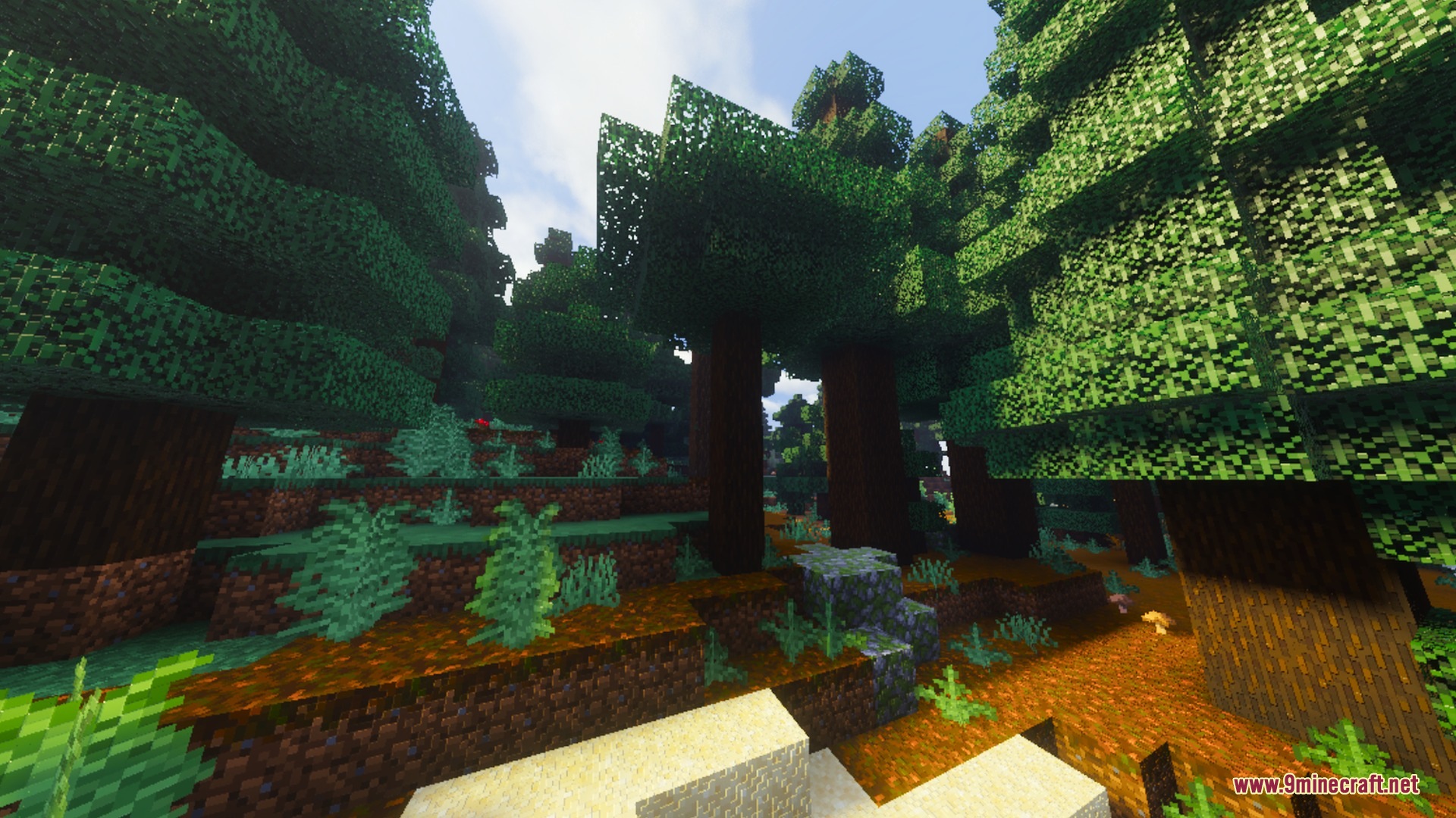 Tall spruce trees and green ferns in a dense forest with atmospheric lighting