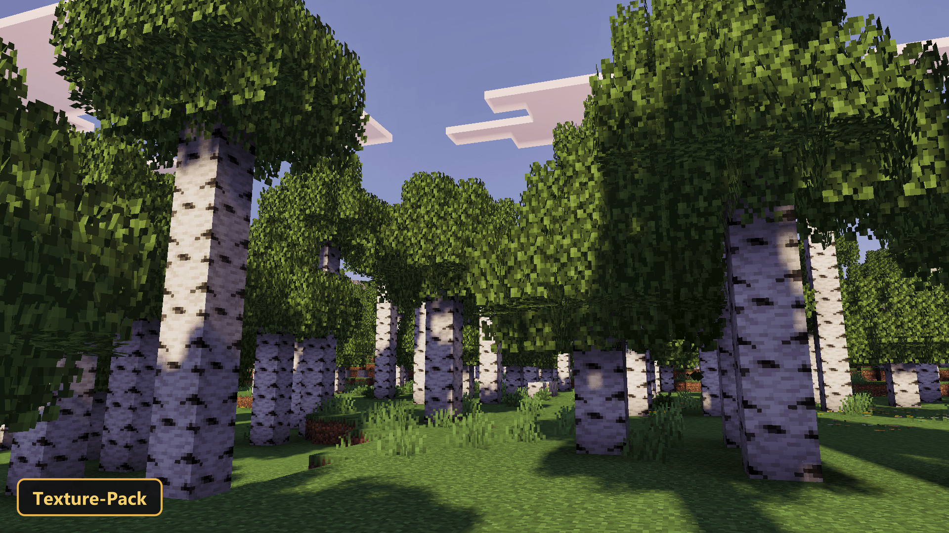 Birch forest with tall trees and bright green leaves on a sunny day