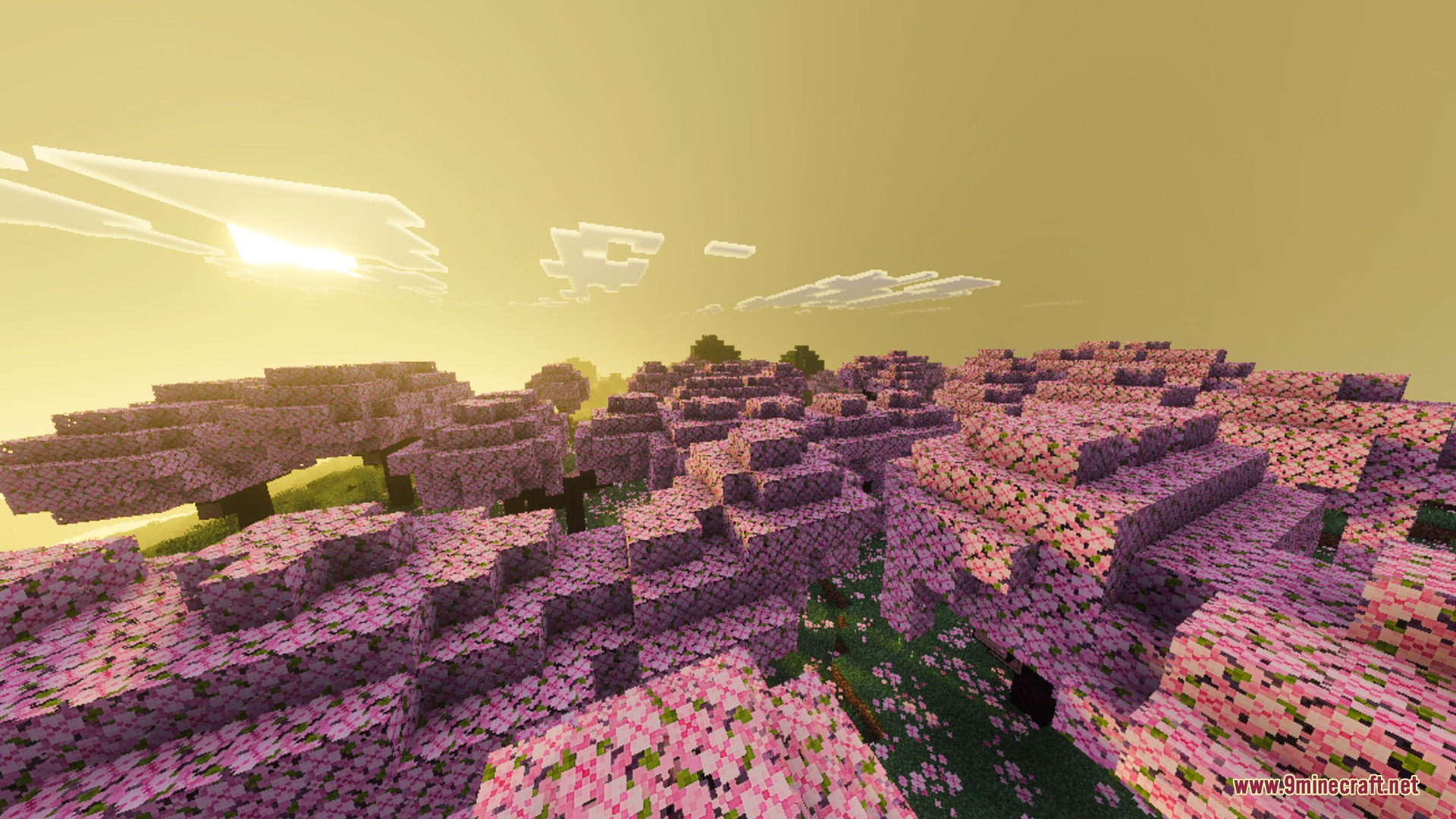 Pink cherry blossom trees are bathed in warm golden light during a sunset