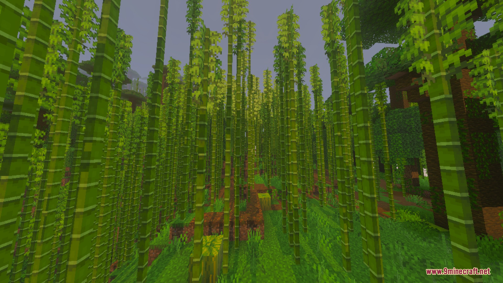 A dense bamboo jungle forest with tall stalks and lush green grass