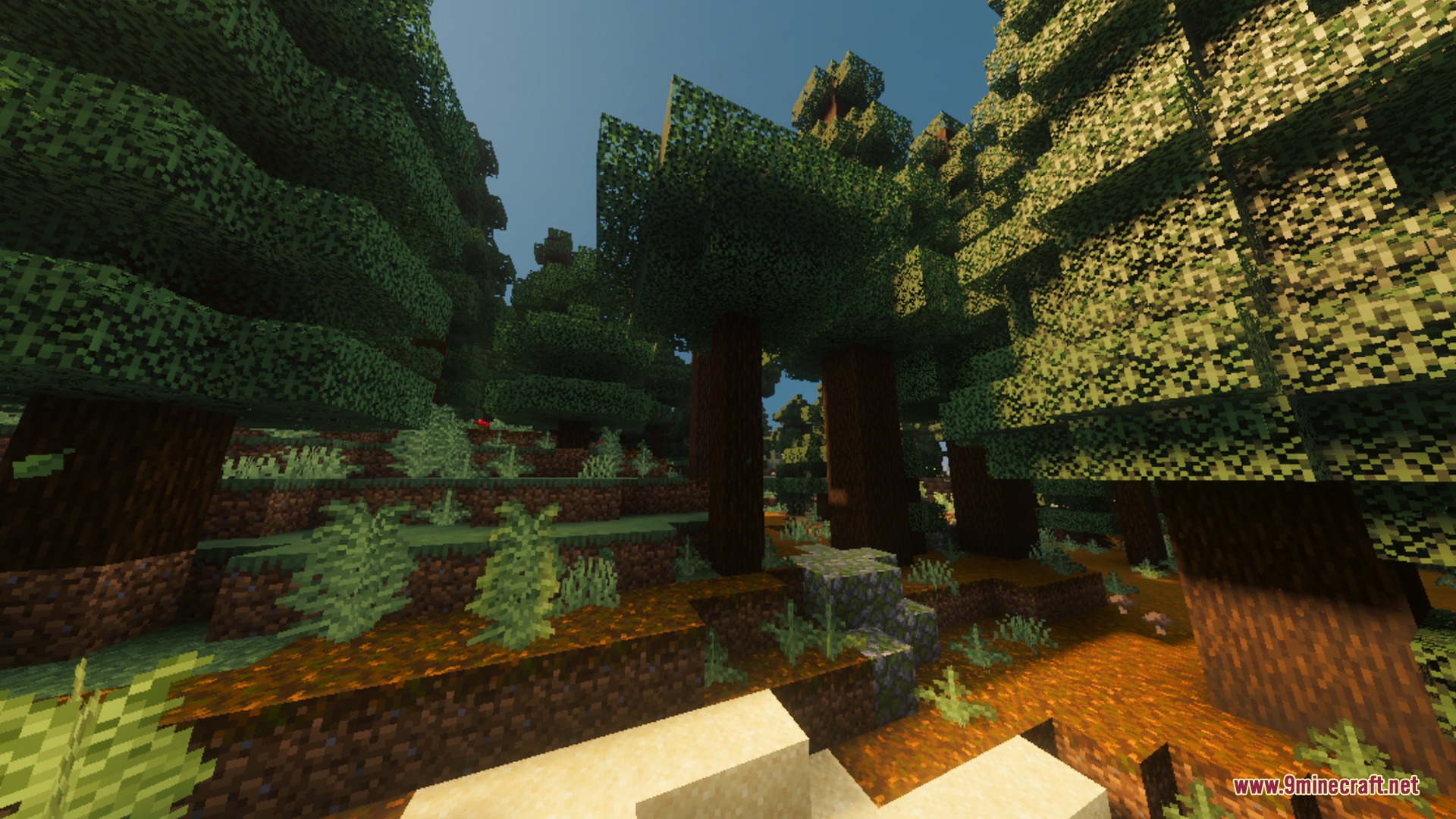 Ultimate Vibrant Visuals Shader Screenshot 8 Tall spruce trees in a dense forest with podzol ground and soft lighting
