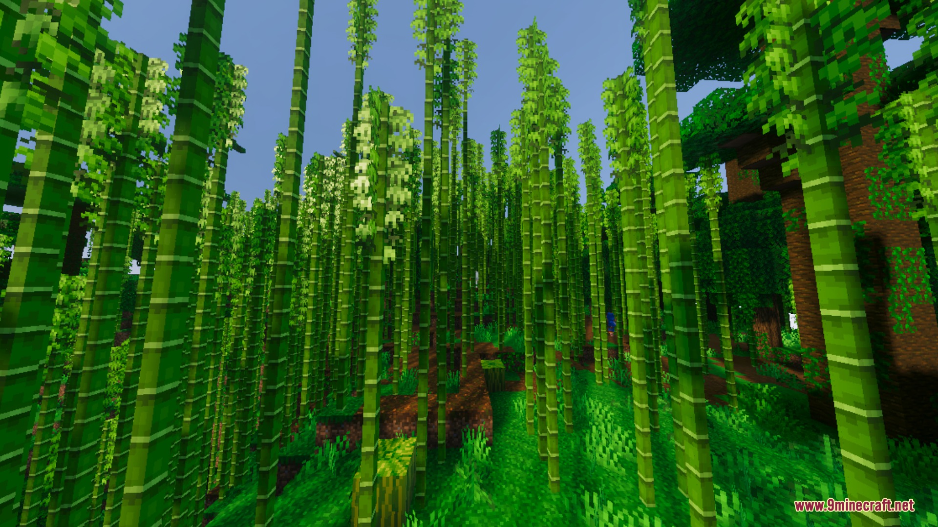 Vibrant Legacy L Espace Shader Screenshot 9 Vibrant Legacy L Espace enhances lighting in a dense bamboo forest biome