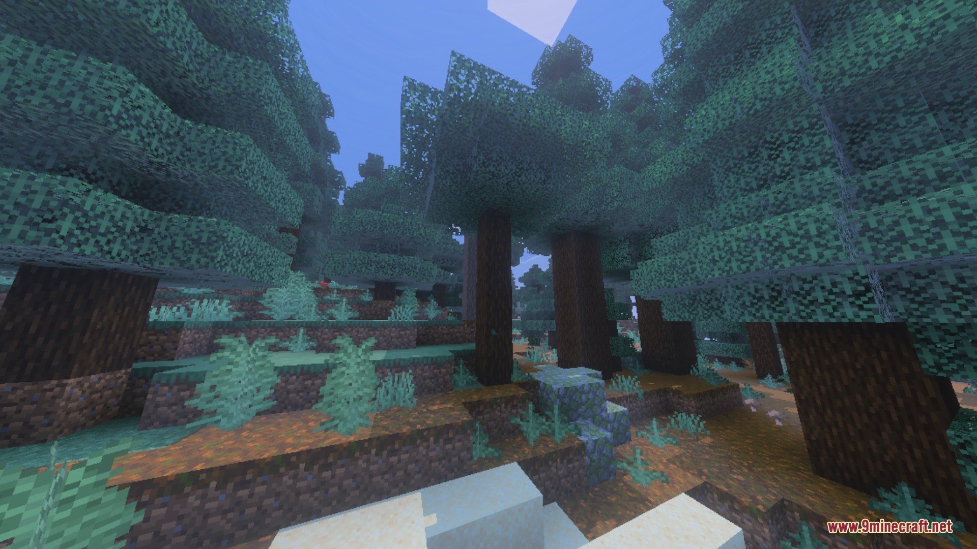 Dense spruce forest with tall trees and atmospheric fog in the distance
