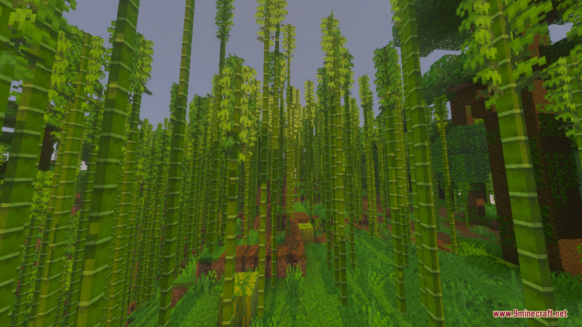 A dense bamboo forest with tall green stalks and soft atmospheric fog effects