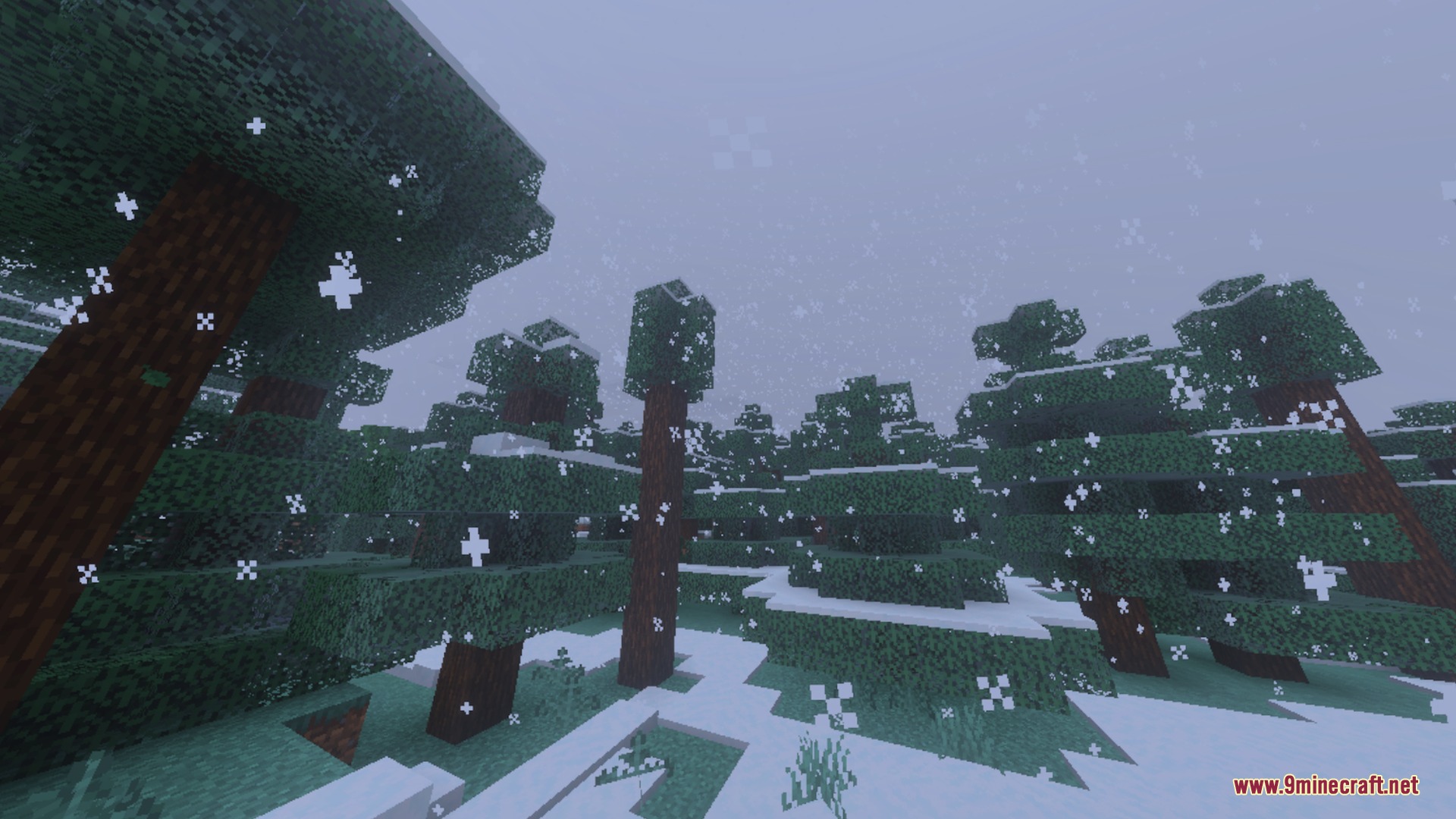 Falling snow covers a dense spruce forest during a cold winter day