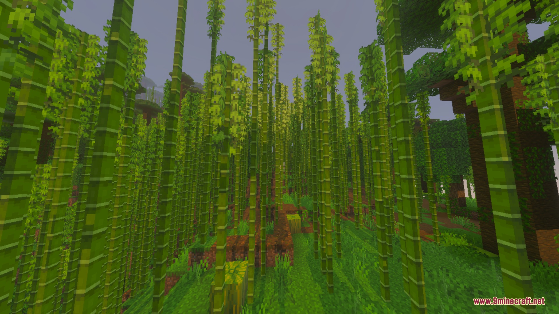 Tall green bamboo stalks growing densely in a lush jungle environment