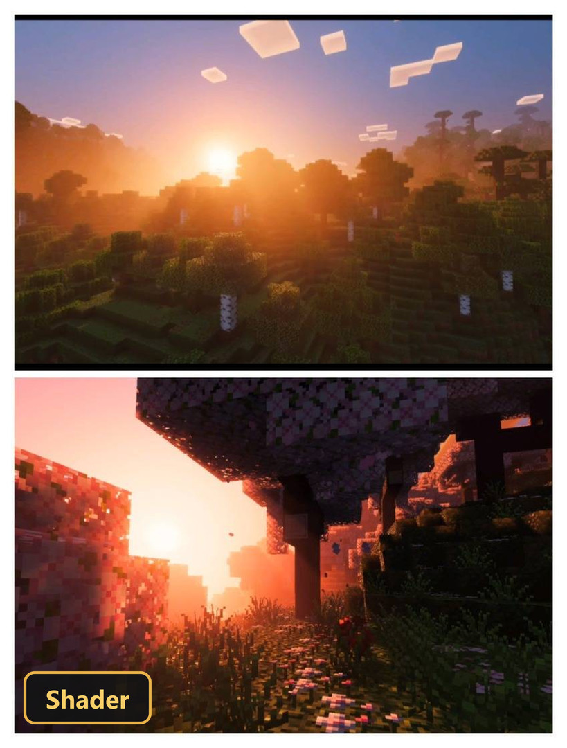 Two scenes: a birch forest at sunset, and a flower field