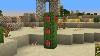 Tall cactus with pink fruit in desert
