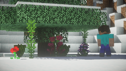 Steve looking at various plants in snow