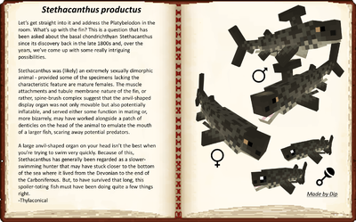 Stehtacanthus productus mob and description
