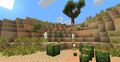 Desert biome with cacti and a Joshua tree