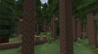 Dense forest with tall, dark trees.