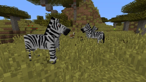 Two zebras in a savanna biome.
