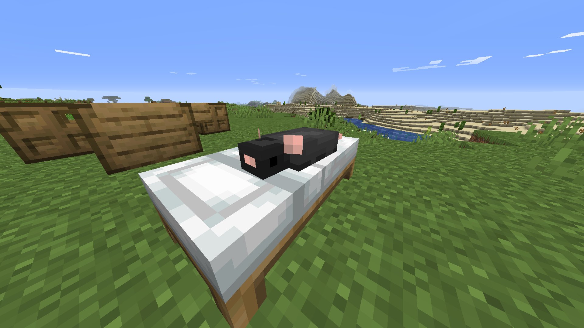 Black mouse sleeping on a bed