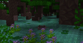 Dark forest with light blue water
