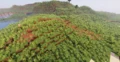 Lush green forest biome with hills