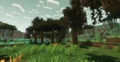 Lush green forest with tall trees