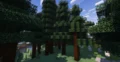 Tall trees in a Minecraft forest biome.