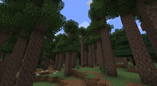 Tall trees in a dense forest biome